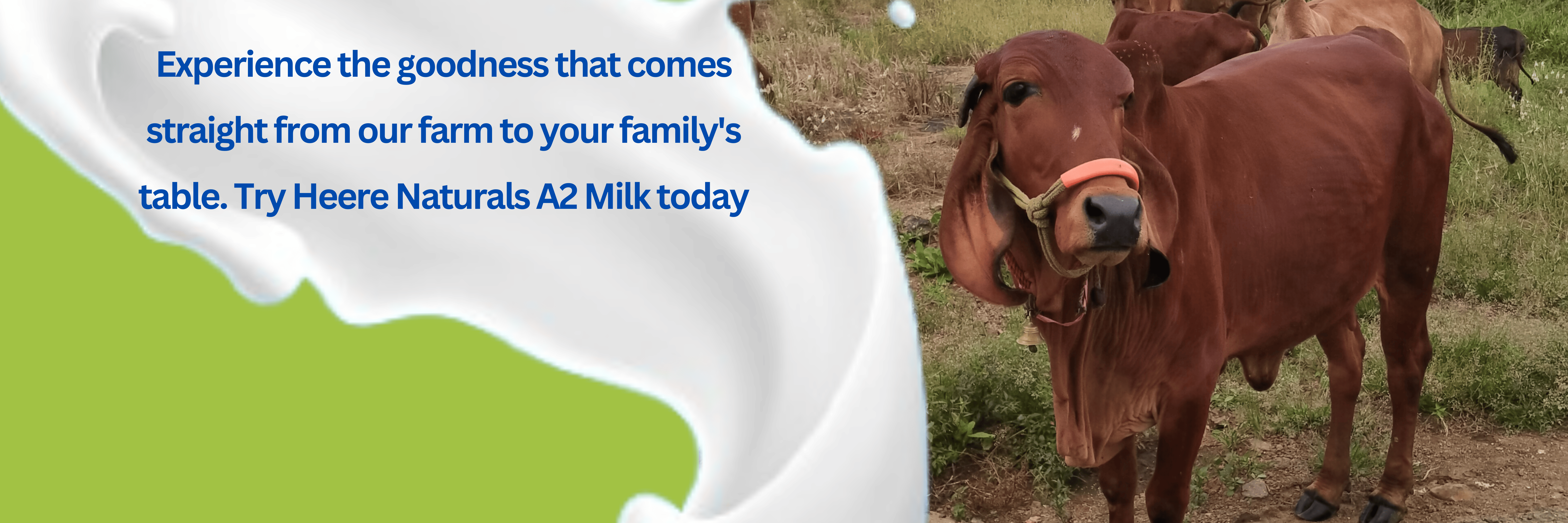 Heere Naturals A2 milk for all age group people. 